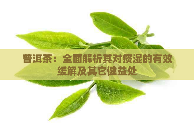 普洱茶：全面解析其对痰湿的有效缓解及其它健益处