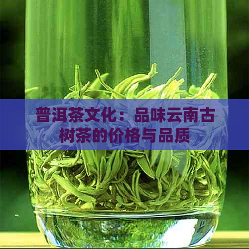 普洱茶文化：品味云南古树茶的价格与品质