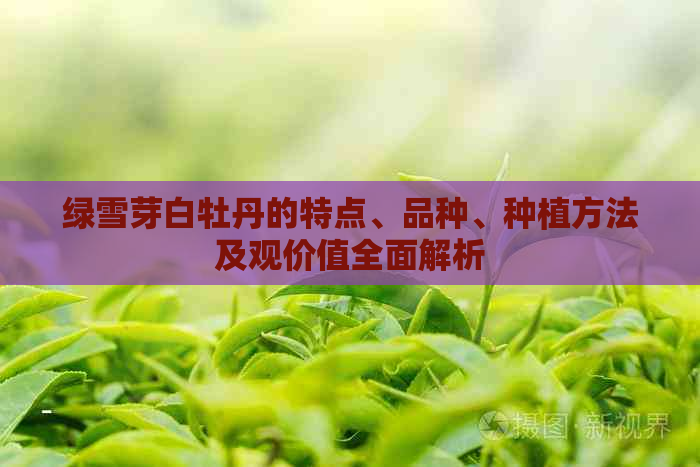 绿雪芽白牡丹的特点、品种、种植方法及观价值全面解析