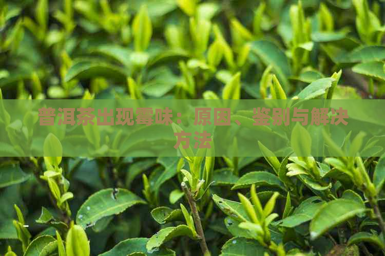 普洱茶出现霉味：原因、鉴别与解决方法