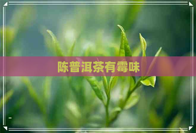 陈普洱茶有霉味