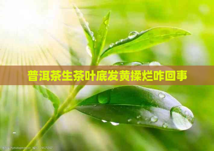 普洱茶生茶叶底发黄揉烂咋回事