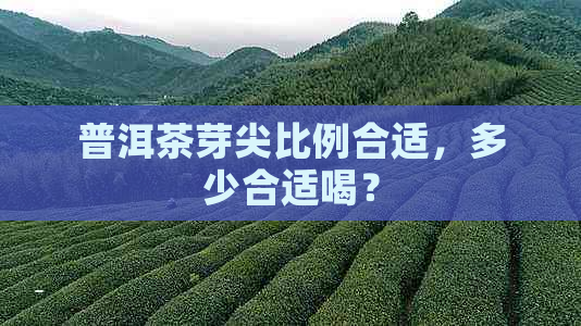 普洱茶芽尖比例合适，多少合适喝？