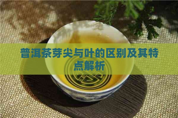 普洱茶芽尖与叶的区别及其特点解析