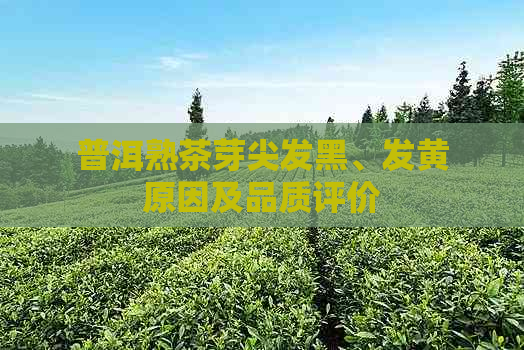 普洱熟茶芽尖发黑、发黄原因及品质评价