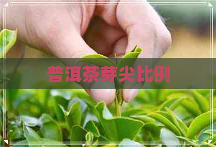 普洱茶芽尖比例