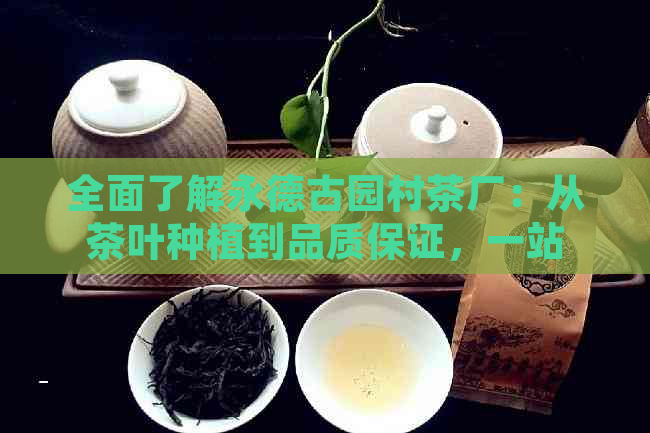 全面了解永德古园村茶厂：从茶叶种植到品质保证，一站式解答您的问题！