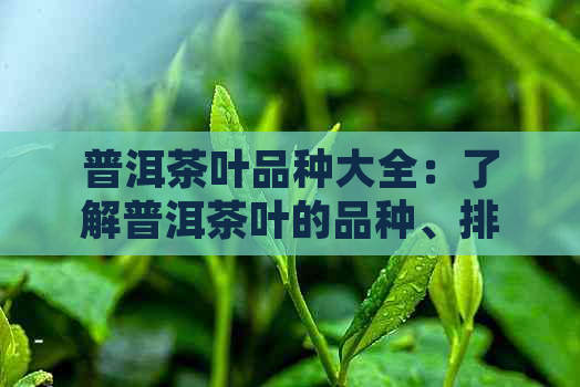 普洱茶叶品种大全：了解普洱茶叶的品种、排名与特色介绍