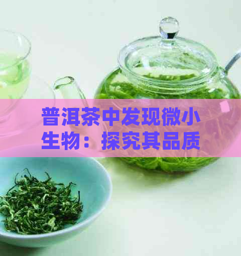 普洱茶中发现微小生物：探究其品质影响及处理方法