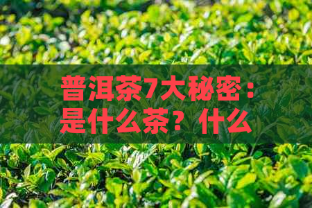 普洱茶7大秘密：是什么茶？什么？