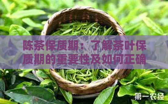 陈茶保质期：了解茶叶保质期的重要性及如何正确保存陈茶