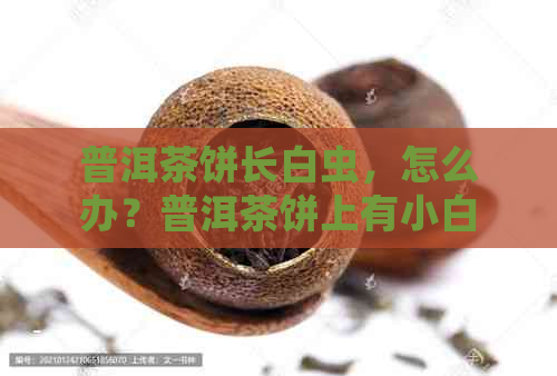 普洱茶饼长白虫，怎么办？普洱茶饼上有小白虫，怎么回事？