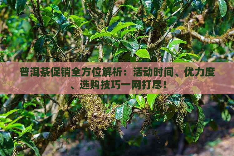 普洱茶促销全方位解析：活动时间、优力度、选购技巧一网打尽！