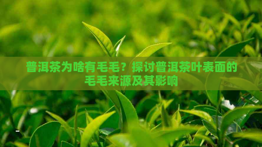 普洱茶为啥有毛毛？探讨普洱茶叶表面的毛毛来源及其影响