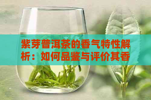 紫芽普洱茶的香气特性解析：如何品鉴与评价其香气表现？