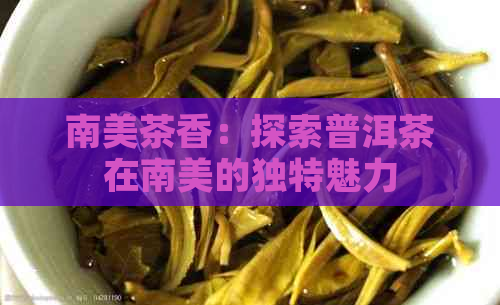 南美茶香：探索普洱茶在南美的独特魅力