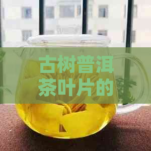 古树普洱茶叶片的区别与品质：越长越好？发黄的原因及选购要点。