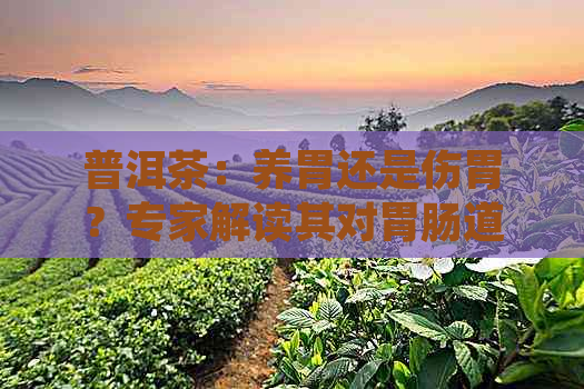 普洱茶：养胃还是伤胃？专家解读其对胃肠道的影响