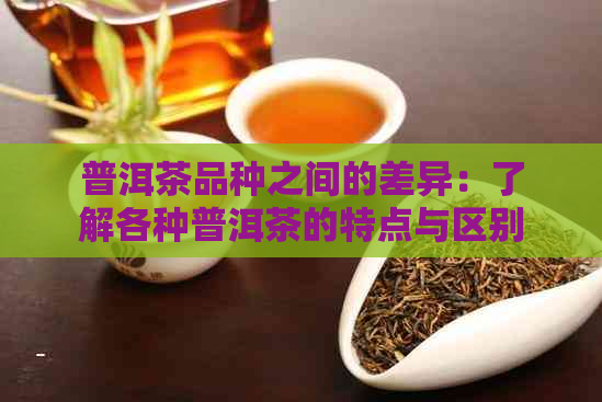 普洱茶品种之间的差异：了解各种普洱茶的特点与区别