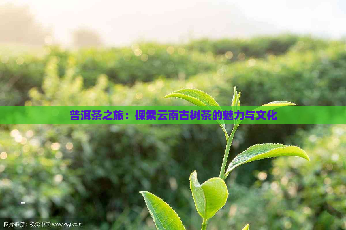 普洱茶之旅：探索云南古树茶的魅力与文化