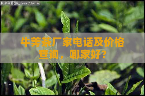 牛蒡茶厂家电话及价格查询，哪家好？