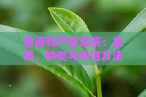 特产普洱茶：品质、种类与冲泡方法的全面解析