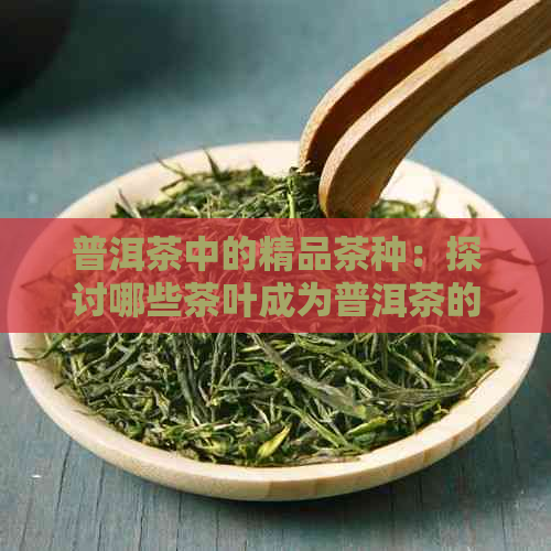 普洱茶中的精品茶种：探讨哪些茶叶成为普洱茶的佼佼者