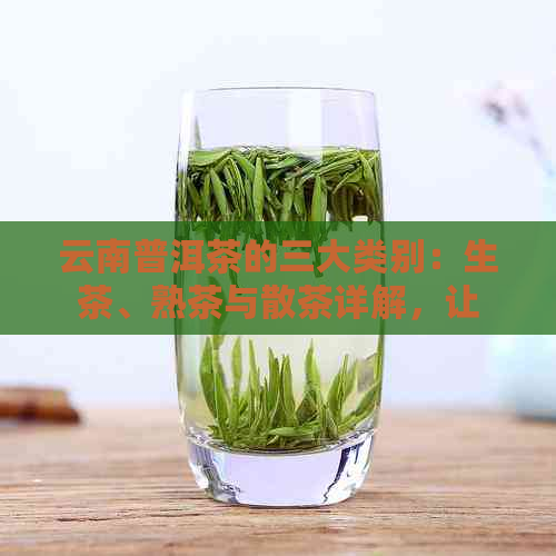 云南普洱茶的三大类别：生茶、熟茶与散茶详解，让你对普洱茶种类一目了然