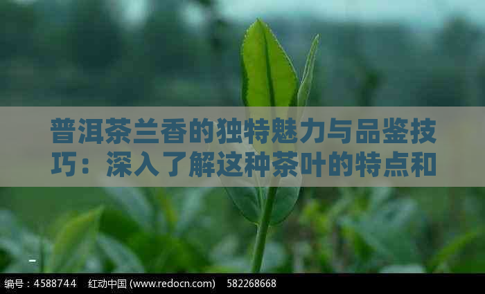 普洱茶兰香的独特魅力与品鉴技巧：深入了解这种茶叶的特点和价值