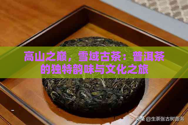 高山之巅，雪域古茶：普洱茶的独特韵味与文化之旅