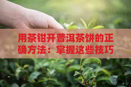 用茶钳开普洱茶饼的正确方法：掌握这些技巧，轻松撬开普洱茶饼