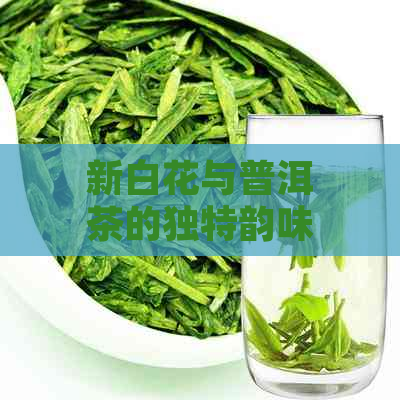 新白花与普洱茶的独特韵味结合，味道如何？