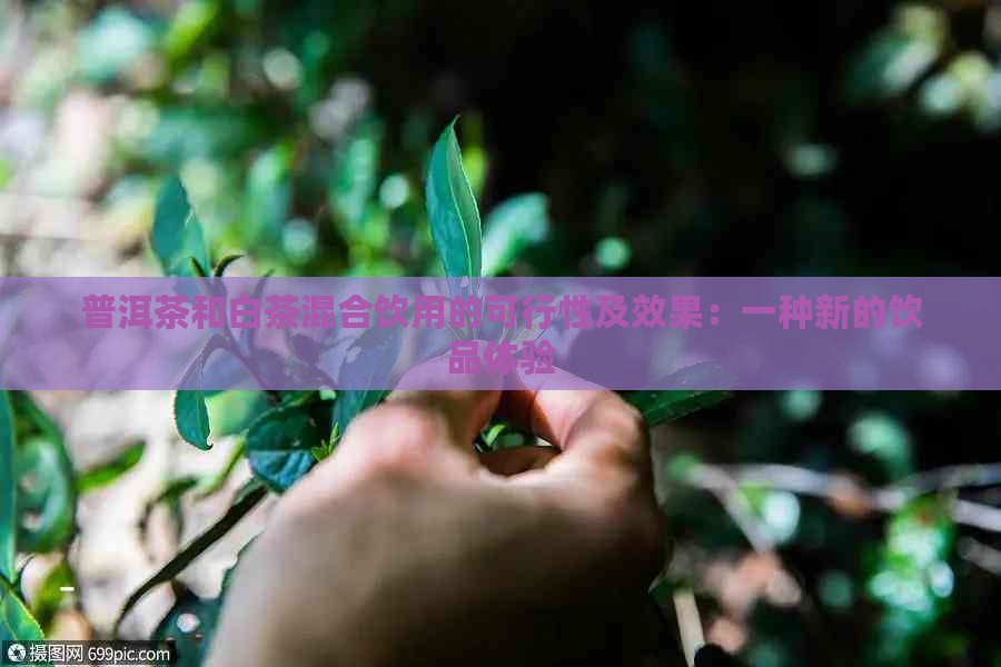 普洱茶和白茶混合饮用的可行性及效果：一种新的饮品体验