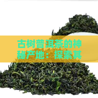 古树普洱茶的神秘产地：探索其独特的生长环境与文化背景