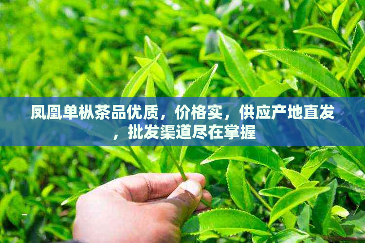 凤凰单枞茶品优质，价格实，供应产地直发，批发渠道尽在掌握