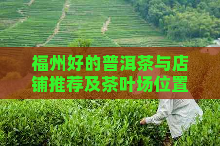 福州好的普洱茶与店铺推荐及茶叶场位置