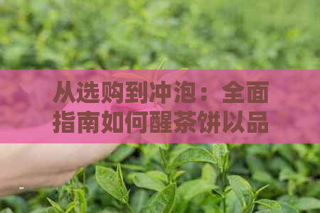 从选购到冲泡：全面指南如何醒茶饼以品鉴普洱茶的醇厚口感