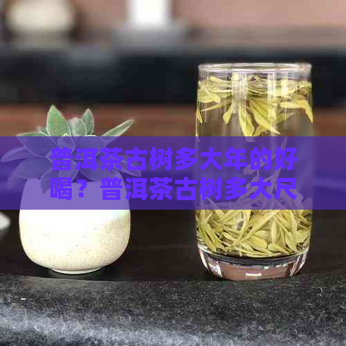 普洱茶古树多大年的好喝？普洱茶古树多大尺寸的优质？