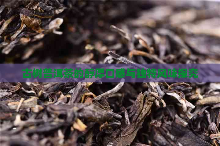 古树普洱茶的醇厚口感与独特风味探究