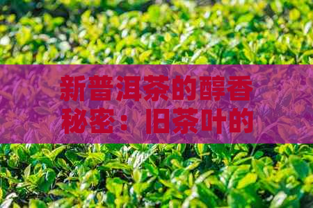 新普洱茶的醇香秘密：旧茶叶的独特烹饪技巧与品饮方法