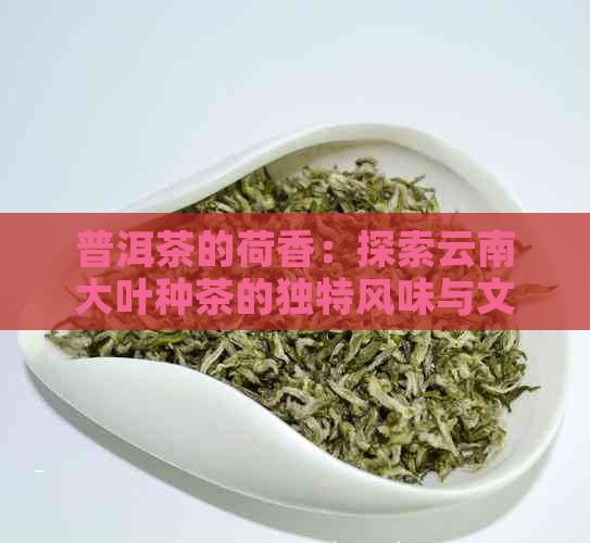 普洱茶的荷香：探索云南大叶种茶的独特风味与文化内涵