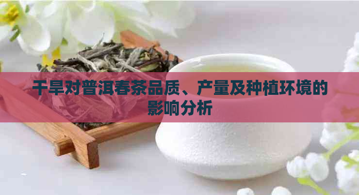 干旱对普洱春茶品质、产量及种植环境的影响分析