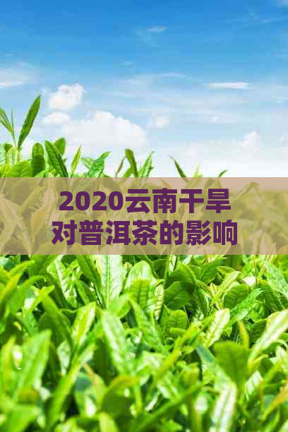 2020云南干旱对普洱茶的影响：品质受损严重