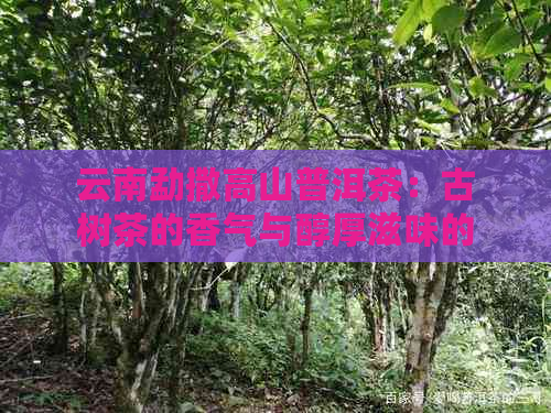 云南勐撒高山普洱茶：古树茶的香气与醇厚滋味的完美结合