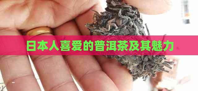 人喜爱的普洱茶及其魅力