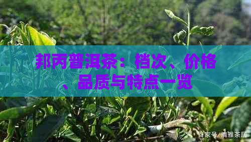 邦丙普洱茶：档次、价格、品质与特点一览