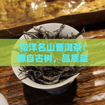 松洋名山普洱茶：源自古树，品质越，传承千年的茶文化体验