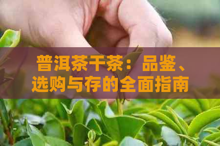 普洱茶干茶：品鉴、选购与存的全面指南