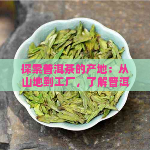 探索普洱茶的产地：从山地到工厂，了解普洱茶叶的完整生产过程