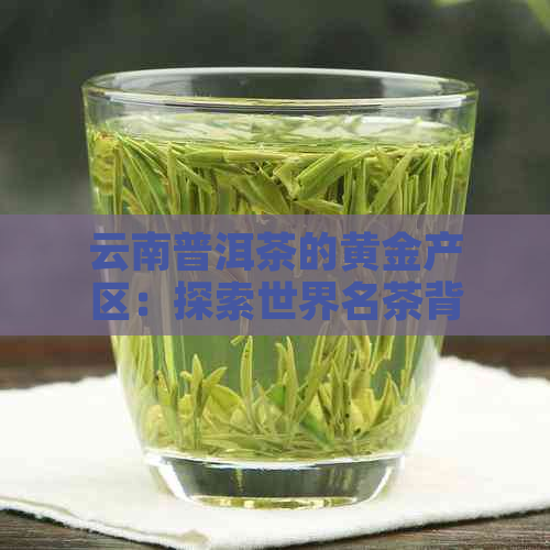 云南普洱茶的黄金产区：探索世界名茶背后的地理秘密